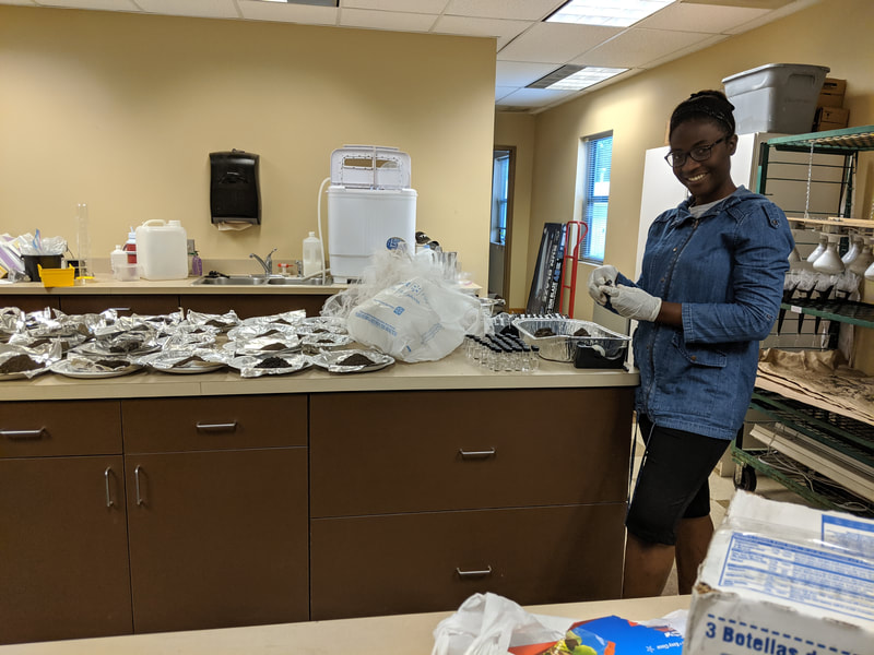 Ashlee Skinner, graduate student in Urban Food Systems, works with soil samples in the OHC lab.